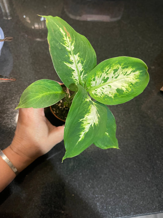 Dumb Cane ‘Dieffenbachia’ 4 inch