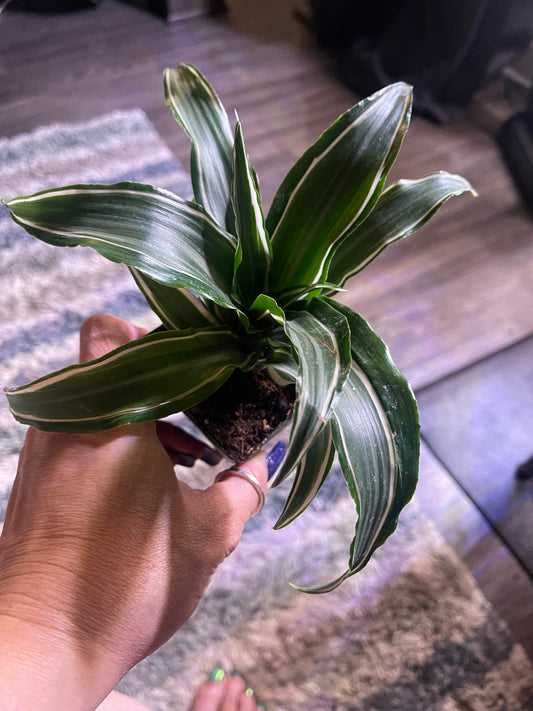 Jade jewel Dracena 4 inch