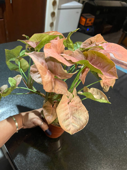 Arrowhead Plant ‘Syngonium Podophyllum’