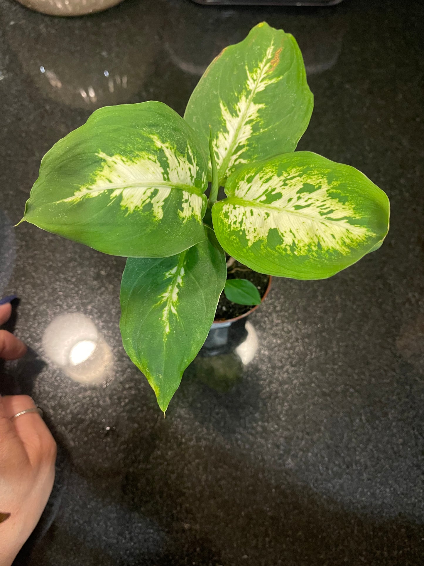 Dumb Cane ‘Dieffenbachia’ 4 inch