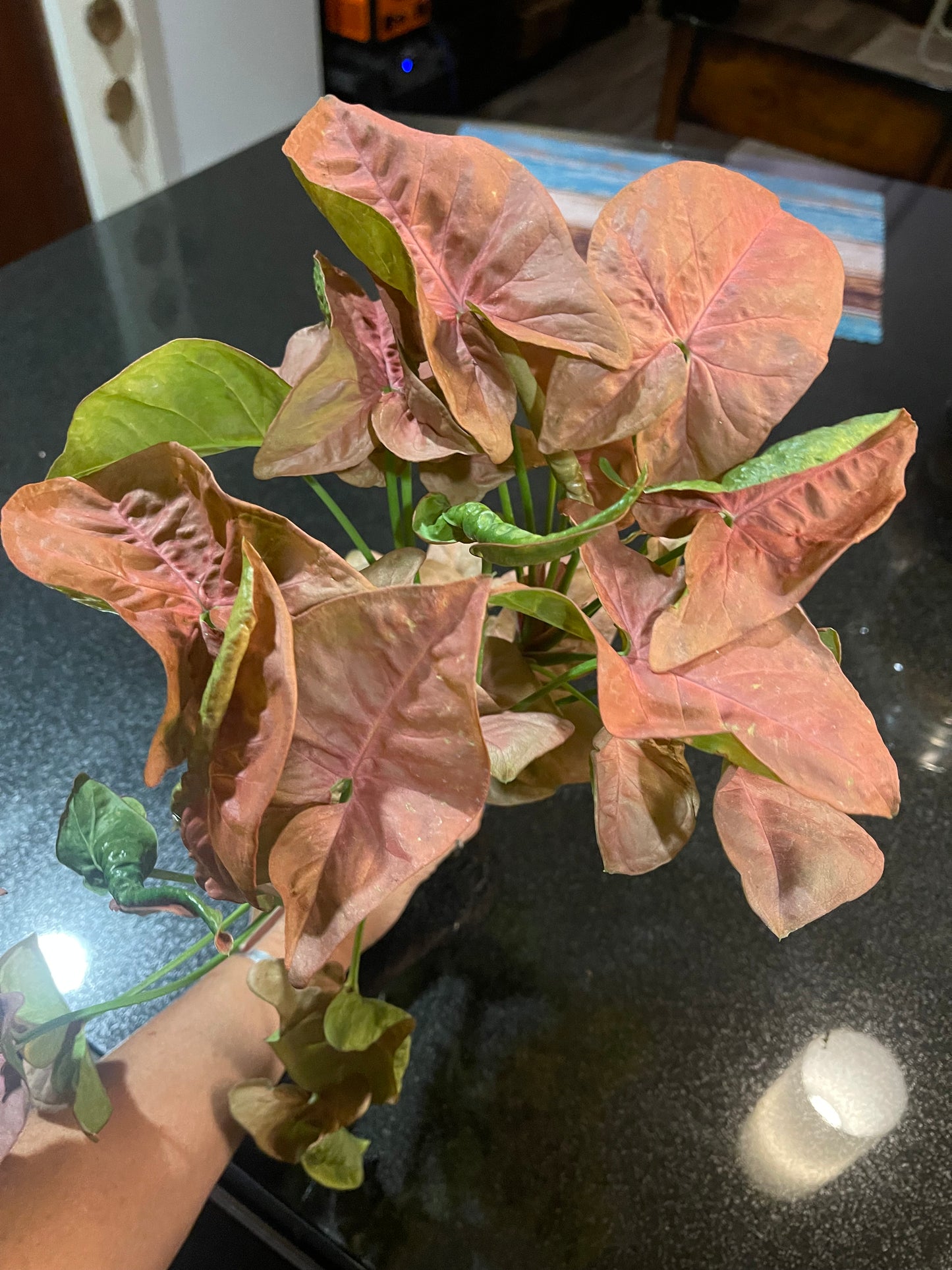 Arrowhead Plant ‘Syngonium Podophyllum’