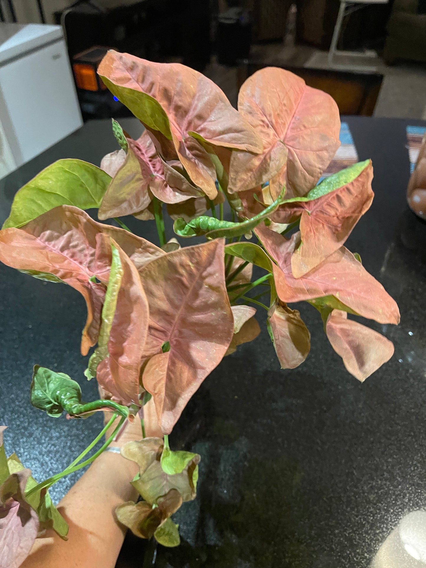 Arrowhead Plant ‘Syngonium Podophyllum’