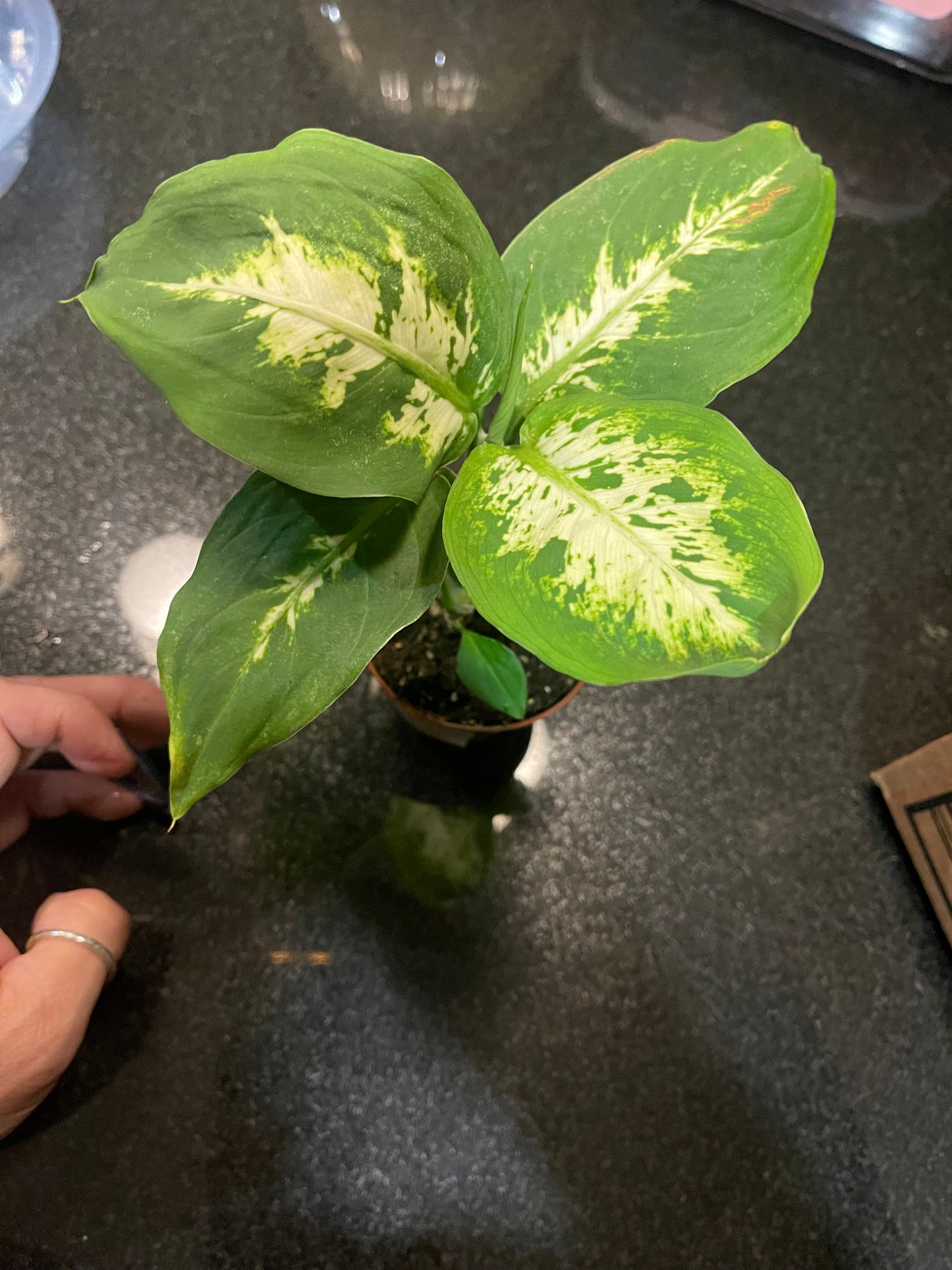 Dumb Cane ‘Dieffenbachia’ 4 inch