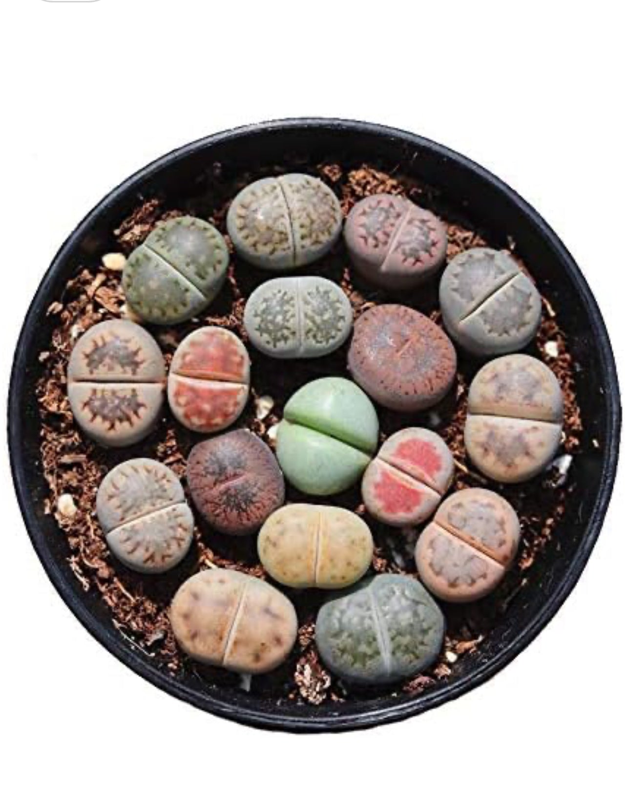 Lithop assortment 5 piece in nursery pot