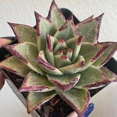 Red Tip echeveria  Agavoides 3 inch