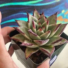 Red Tip echeveria  Agavoides 3 inch