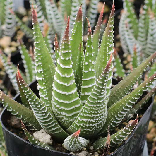 Haworthia fasciata - Zebra Plant